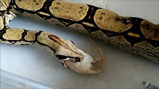 Alimentation de la femelle Boa constrictor et comment nourrir un serpent