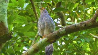 The Birds of Belize, Version 15.1 with 384 species all filmed in Belize