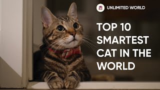 Top 10 Smartest Cats in the world - Animal Planet