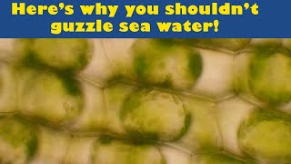 Osmosis Demo: what does seawater do to cells of freshwater organisms? (Dude With a Microscope, E5) by Science Up with the Singing Zoologist 4,755 views 2 years ago 3 minutes, 26 seconds