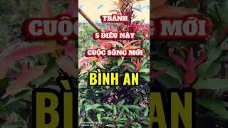 Tránh 5 điều này cuộc sống mới bình an #baihoccuocsong #flowers #trietlysong #cuocsong #hanhphuc