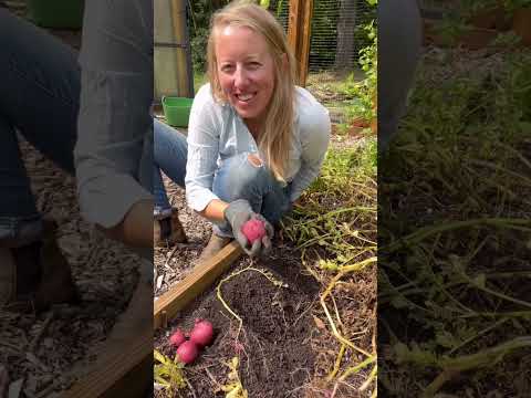 How To Harvest And Store Potatoes
