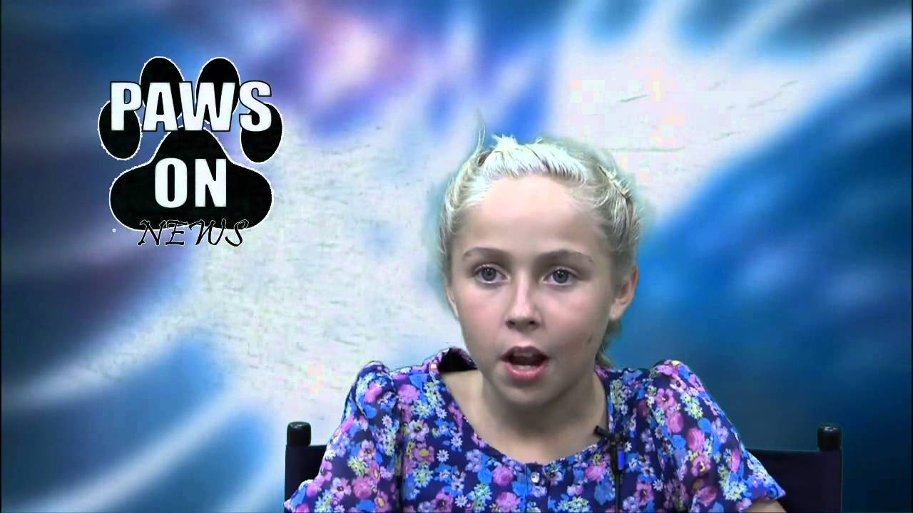 poinsettia elementary paws on news youtube poinsettia elementary