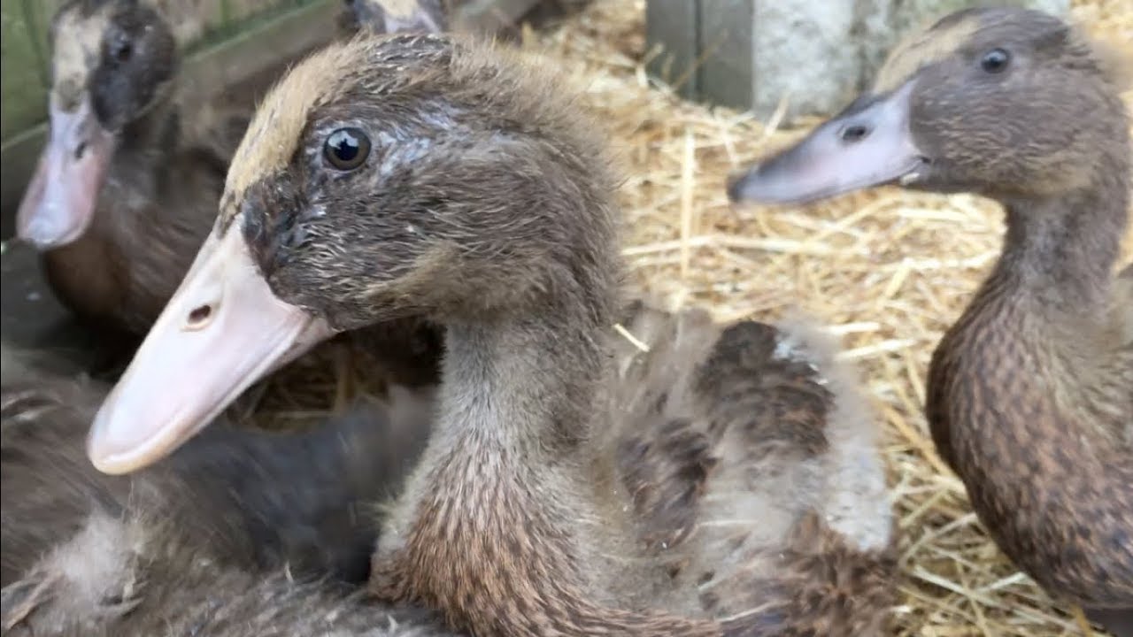 Moving the Ducklings Outside!  -- 5 Week Update