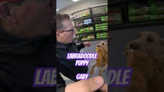 Labradoodle Puppy Training– Montreal dog trainer – Family K9 Dog Training