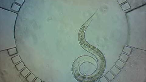 Microfluidic immobilization of C. elegans for long-term imaging