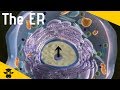 The Endoplasmic Reticulum: Transporting Proteins and Lipids in Cells