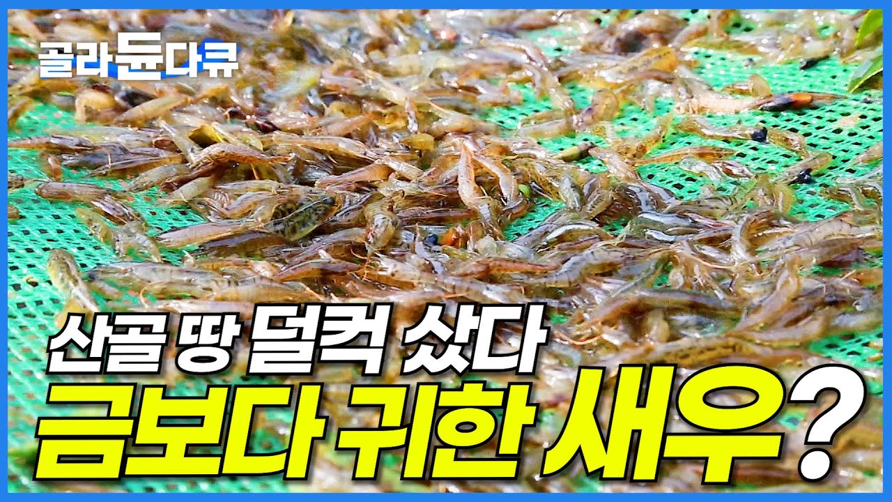 바구니 물에 담갔다 빼면 20만 원. 무려 일반 새우 10배 가격이라는 토하 양식장│미스터리 휴먼다큐│#골라듄다큐