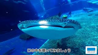 覗いてみよう ジンベエザメの口内 Youtube