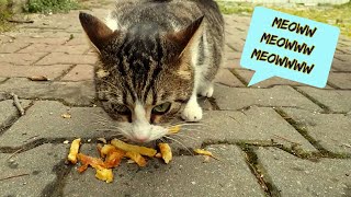 Yemek yerken konuşan kedi│Komik Kediler by istanbul stray cats 506 views 3 years ago 1 minute, 52 seconds