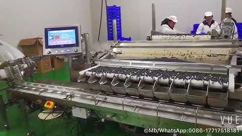 Automatic Blueberry/Mulberry/Cherry/Picking Sorting Packaging Machine Fruit Grading Machine