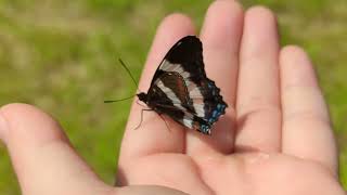 White Admiral Butterfly Licking My Hand