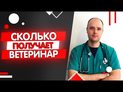 Сколько зарабатывает ветеринар? Работа ветеринарным врачом, сколько получает ветеринар