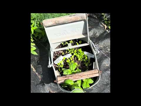 Garden Update