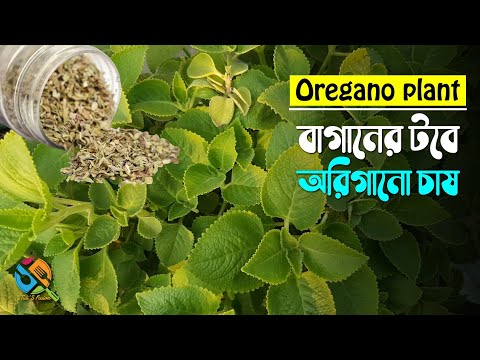 ভিডিও: কিউবান ওরেগানো কী: কিউবান ওরেগানো বৃদ্ধির প্রয়োজনীয়তা সম্পর্কে জানুন