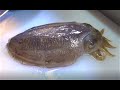 갑오징어, 아나고(붕장어) 회뜨기 & 쫄깃쫄깃 호로록~/ 서울 강서수협직판장 Cuttlefish and Sea Eel Sashimi  [맛있겠다 Yummy]
