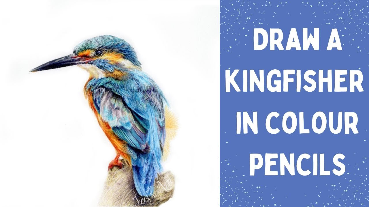 How To Draw A Kingfisher Bird In Colour Pencils