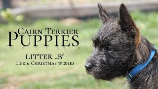 Cairn Terrier Puppies  Litter 'B'