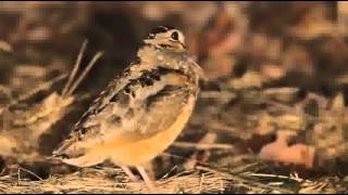 The American WoodEch