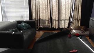 What A Greyhound Does All Day When The Humans Aren't Home: Timelapse
