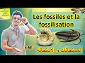 Les fossiles et la fossilisation  1ac partie 1    