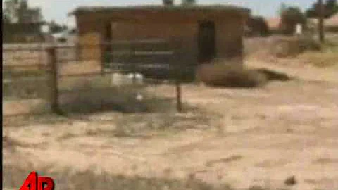 Las Vegas Man Survives 3,000 Bee Stings