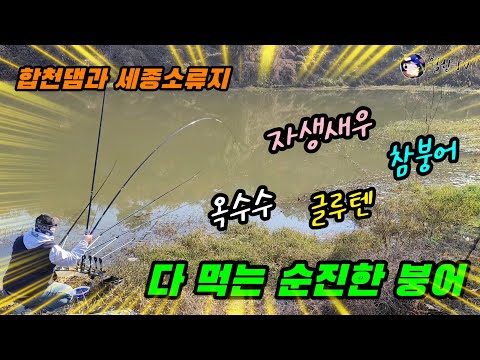 옥수수 자생새우 글루텐 참붕어 모두 먹는 순진한 붕어