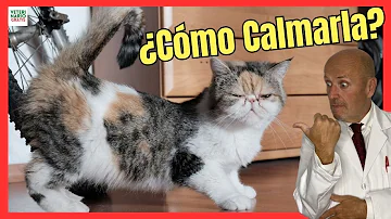 ¿Cómo cortar el celo de una gata de forma natural?