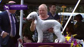 Bedlington Terriers | Breed Judging 2022