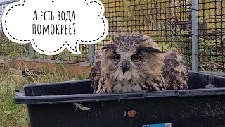 Owl Yoll takes a morning bath. Don't distract the owl! Cloudberry Cat chases a barbecue Thief