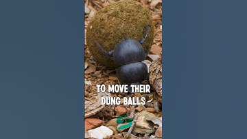 Dung Beetles Navigate using Milky Way