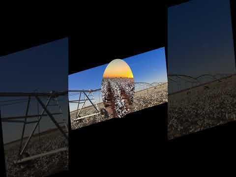 Why U.S. Cotton Farmers Are Adopting Subsurface Drip Irrigation (SDI) | Precision Cotton Farming