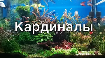 Аквариумные рыбки Кардиналы. Кратко о содержании и разведении