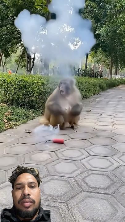 Monkey bi diwali bna rhe h #monkey #cute #babymonkey #bomb #shortvideo