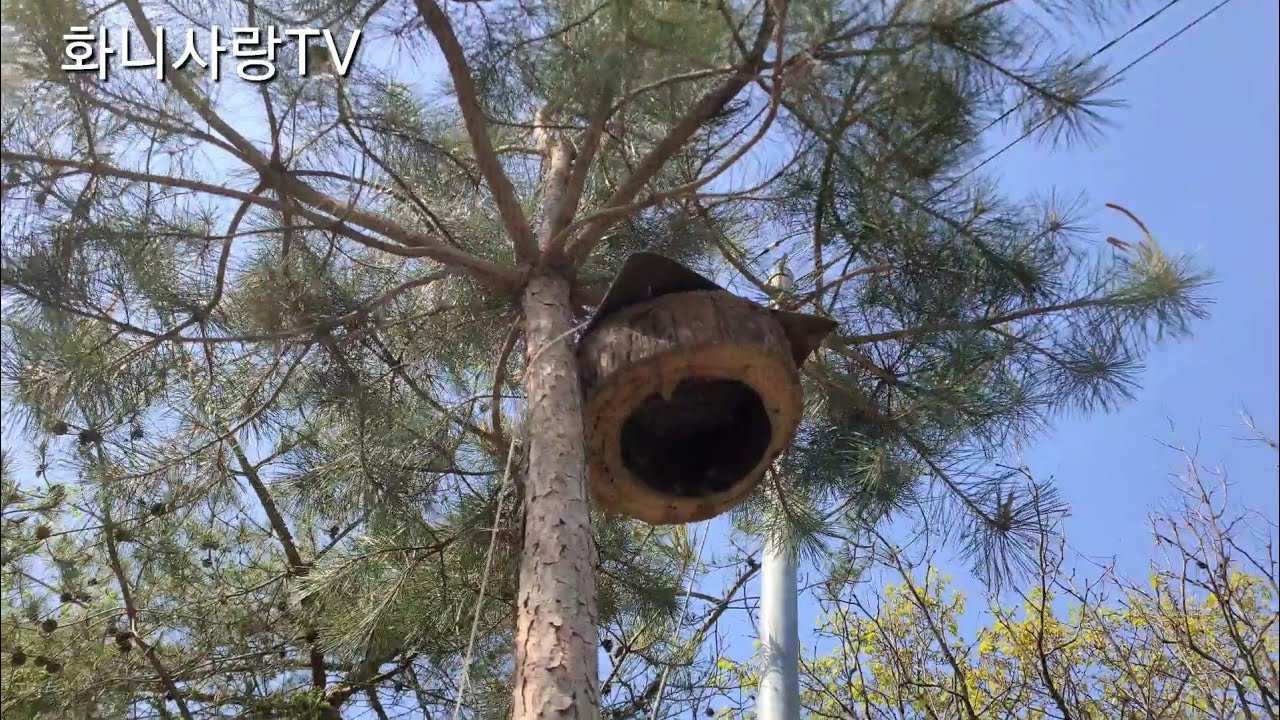 벌이 자석 처럼 착 달라붙는 유인봉상 만들기!!(토종꿀 자급자족 하기28편)