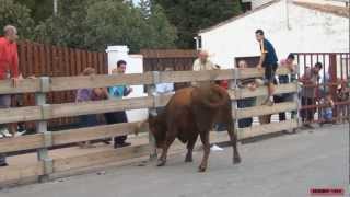 JAVIER GARBAYO RECORTANDO VACAS DE ARRIAZU EN FONTELLAS (NAVARRA)