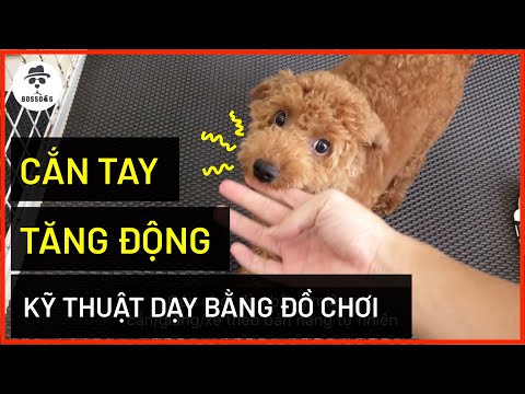 Video: Làm thế nào để có được một con chó con để ngừng cắn