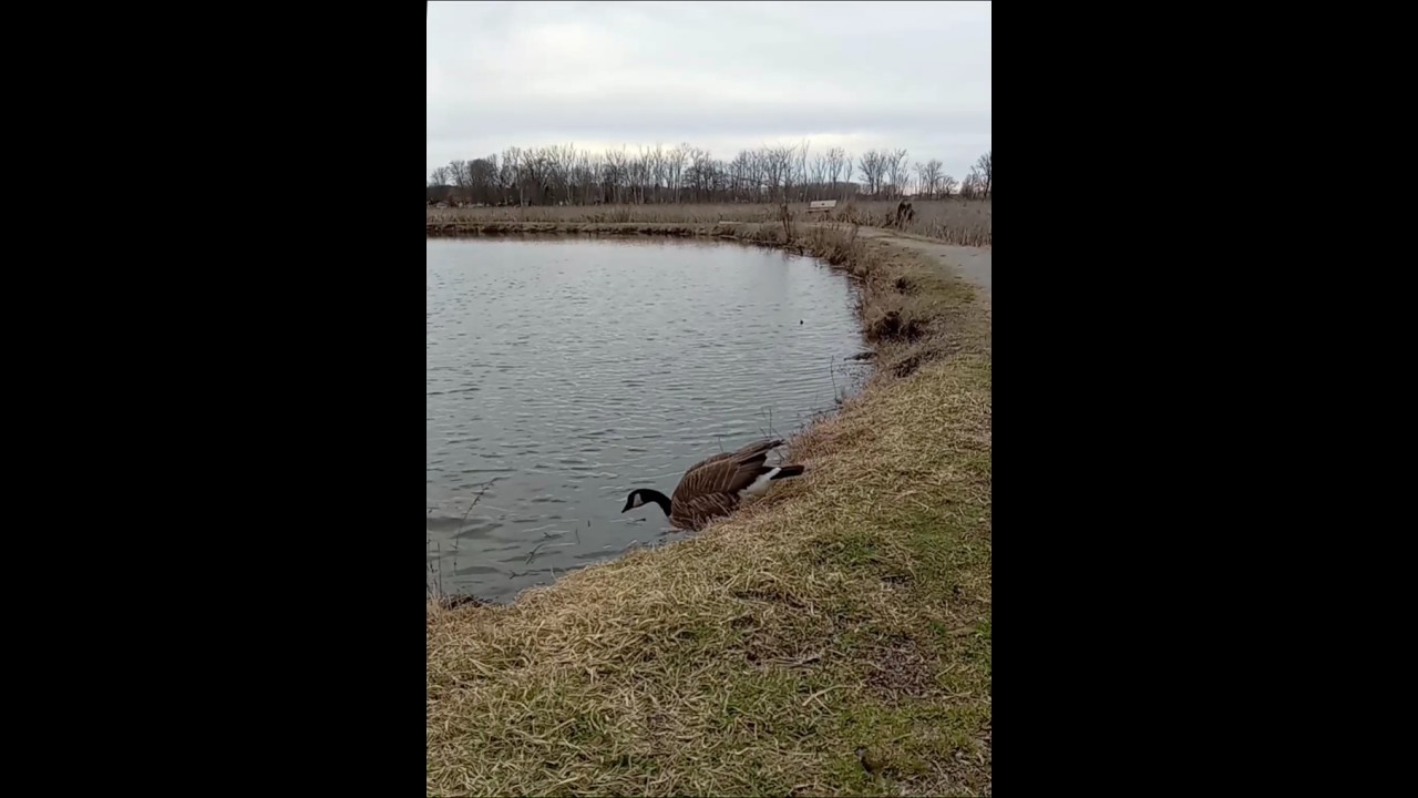 Canada Goose Glides Into the Big Pond. 