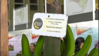 Diferentes usos da banana foram destaque na 7ª Mostra de Produtos Tradicionais