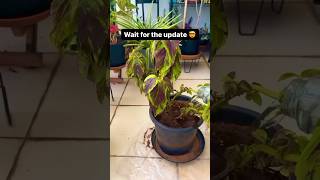 🤷♂️15 day coleus repotting update! #coleusplant #hydrophobic