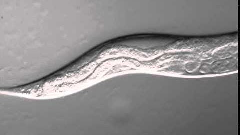C. elegans crawling