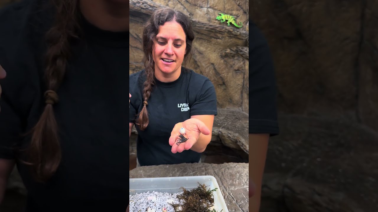 These Baby Geckos Just Hatched Watching New Life Emerge From Tiny Eggs Is Amazing 