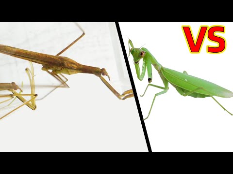 Broken arm mantis VS Water mantis, what will happen?