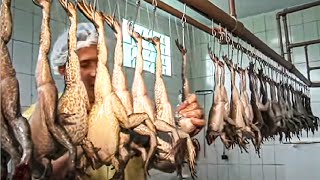 How Asian Farmer Raising Millions of Frogs and Harvest  Frog Meat Processing in Factory  Frog Farm