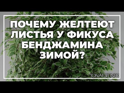 Почему желтеют листья у фикуса Бенджамина зимой? | toNature.Info