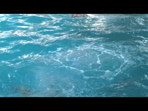 عبدالله الجزائري في مسبح الياسمين 1 9 2012