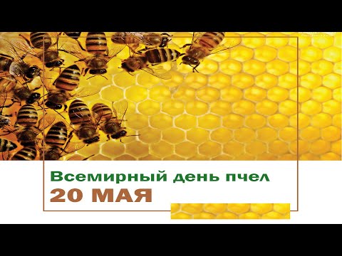 20 Мая, Всемирный день пчел - Красивое Прикольное Музыкальное Видео Поздравление Открытка