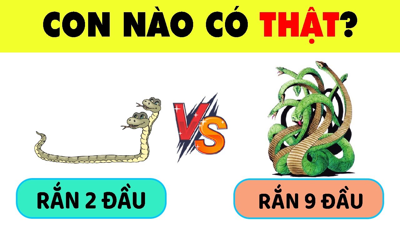 Trùm Câu Đố Về Các Loài Động Vật Có Thể Bạn Không Tin... - youtube