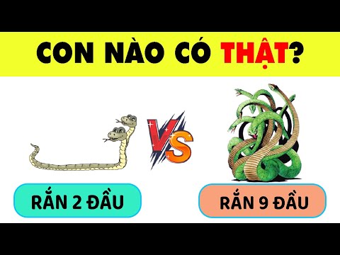 Con Gì Chăm Chỉ Nhất - Trùm Câu Đố Về Các Loài Động Vật Có Thể Bạn Không Tin Nhưng Hoàn Toàn Tồn Tại | Nhanh Trí