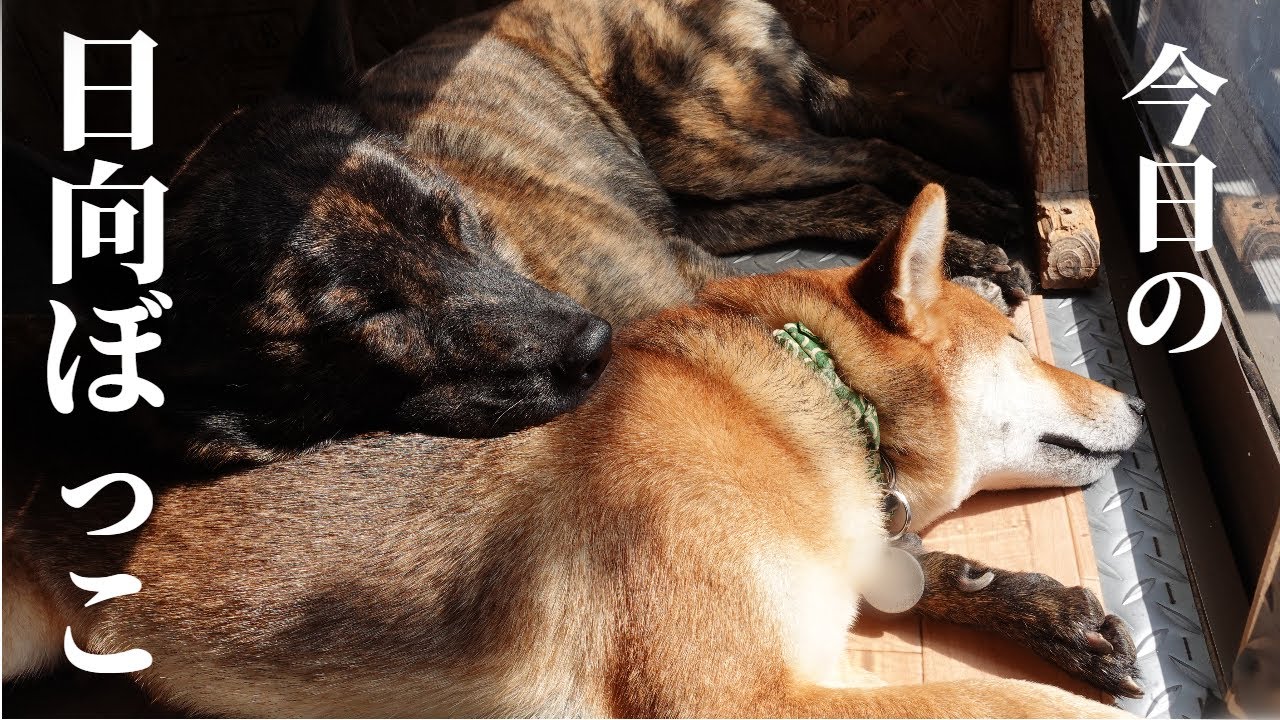 甲斐犬が柴犬を枕にして寝てるのが可愛い 概要欄をご覧ください 甲斐犬 柴犬 Youtube